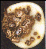 fusarium dry rot