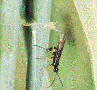 Female wheat stem sawfly