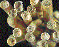 Stem plugged with larval feces and plant material