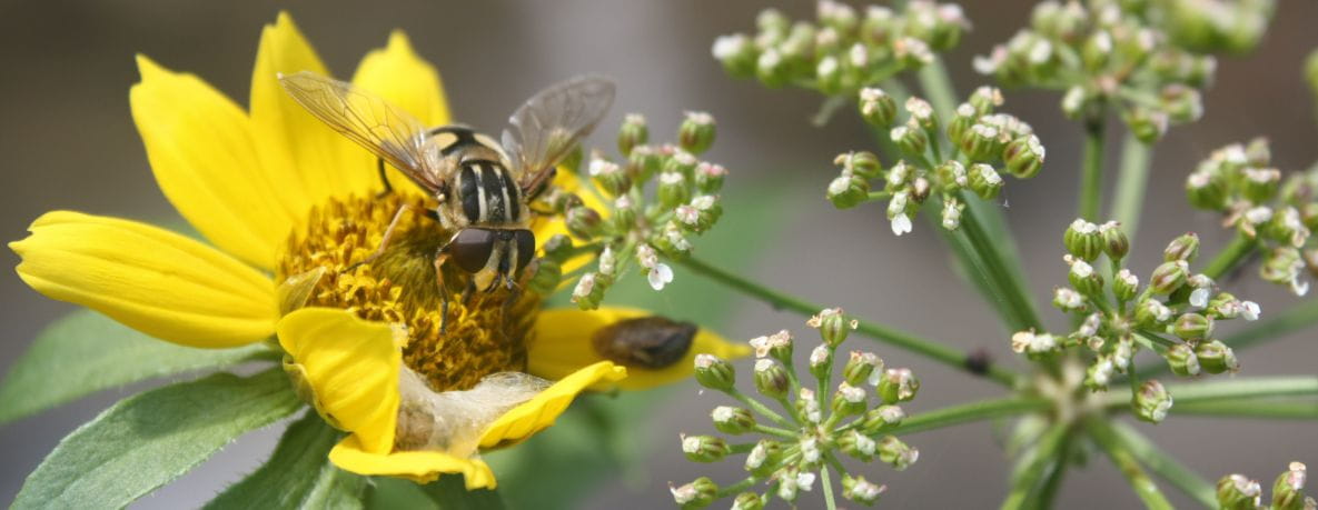 A bee pollinating a yellow flower