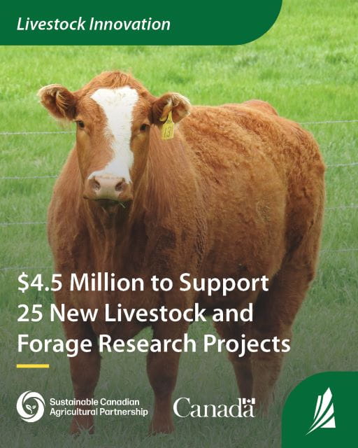 A brown and white cow stands in a green pasture in front of a wire fence. The title at the top reads “Livestock Innovation”. Overlaid text reads “$4.5 Million to Support 25 New Livestock and Forage Research Projects.” Logos for the Sustainable Canadian Agricultural Partnership, the Government of Canada, and the Government of Saskatchewan appear at the bottom.