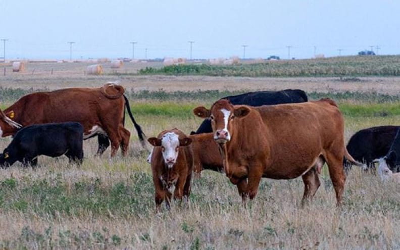 Cattle in a pasture