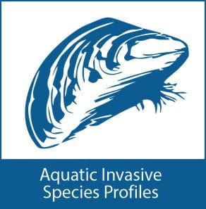Graphic of zebra mussle and link to go to species profiles