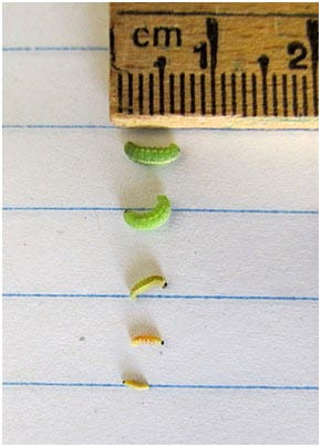 Alfalfa weevil larvae