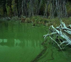 Blue-green algae