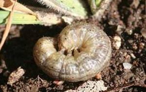 Army cutworm