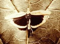 Band-winged grasshopper