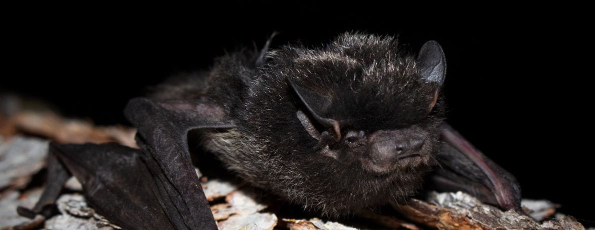 Photo showing a bat on a tree limb