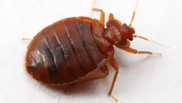 Bed bug photo
