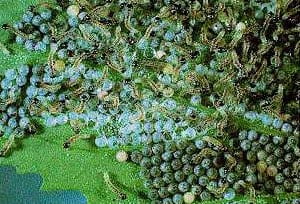 Newly hatched Bertha armyworm larvae