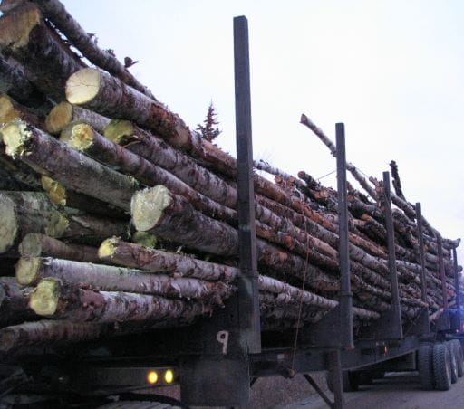 birch logs on the back of a logging truck