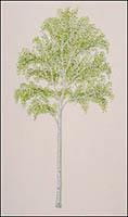 White Birch Tree