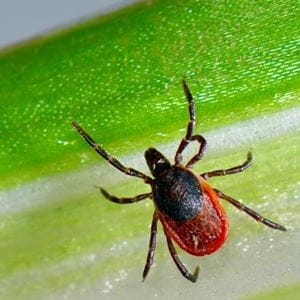 Blacklegged tick