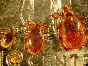 Black-legged ticks all stages on the dime