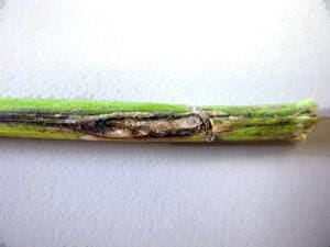 Hail damaged canola infected with blackleg