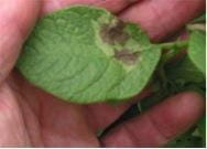 Late blight
