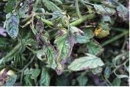 Symptoms of late blight