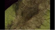 Late blight disease development