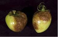 Late blight