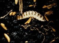 Blister beetle with larvae and grasshopper eggs