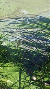Blue-Green Algae Water