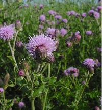 Canada thistle