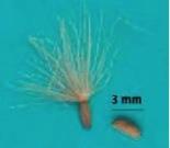 Canada thistle seeds