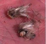 Seed head weevil larva attacking a Canada thistle flower bud
