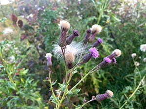 A close-up of Canada thistle plants with spiky green stems and leaves. The image shows several flower heads in different stages: some with purple petals still visible, others dried and topped with tan, fuzzy seed tufts. 