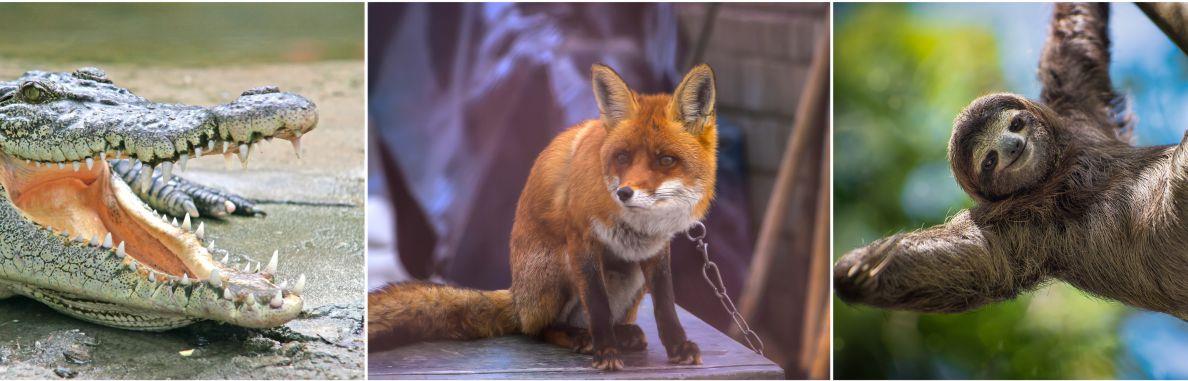 Captive wildlife in Saskatchewan