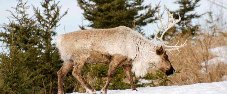 Photo of a large Woodland caribou with antlers in Saskatchewan