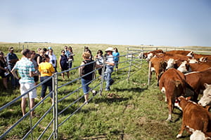 A group of people observing some cattle behind a fence in a field