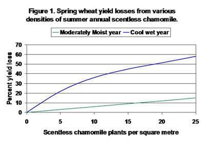 Spring wheat yield losses from various densities of summer annual scentless chamomile