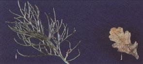 scentless chamomile, ox-eye daisy