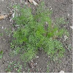 Over-wintered rosette