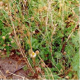 mature plants, flowering plants and winter annuals