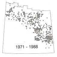 Scentless chamomile 1971-1988