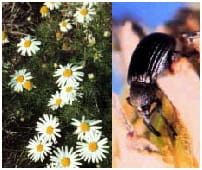 Scentless chamomile with seed weevil