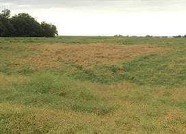 Clubroot patch with above-ground symptoms