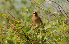 Conservation and Stewardship within Saskatchewan Park System