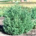 Mature kochia