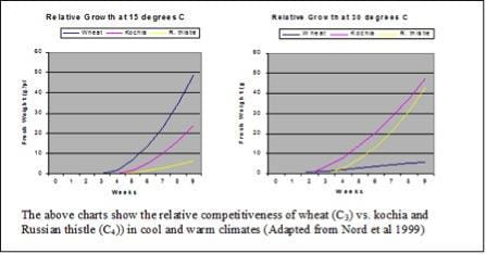 Relative competitiveness of wheat vs kochia and Russian thistle