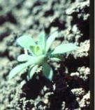 Kochia seedling