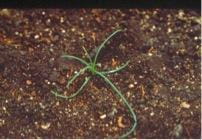Russian thistle seedling