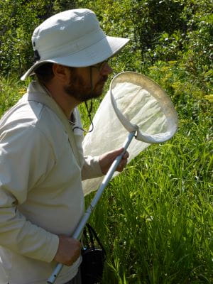 Dr. Cory Sheffield looking to catch bumble bees with a net