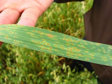 Crown rust