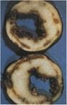 bacterial ring rot on potato