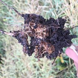 Decomposing clubroot gall