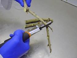 Preparing an elm branch for testing