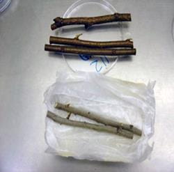 Example of good elm branch sample for dutch elm disease testing